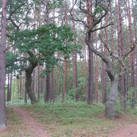Niebieski Dom *